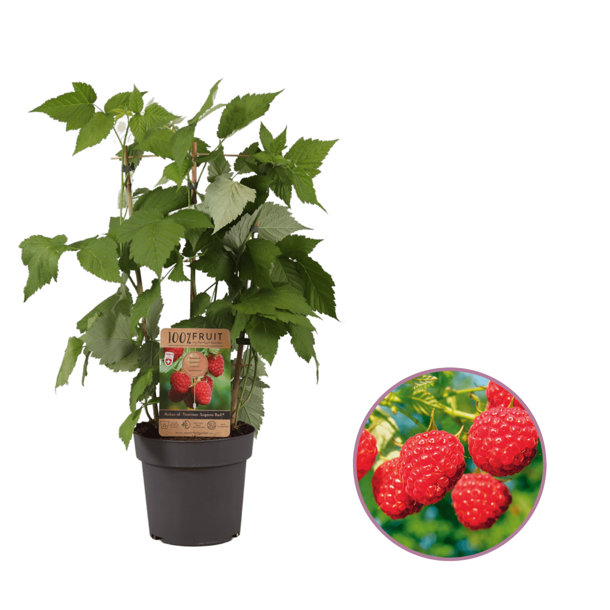 Frambozenplant, Rubus idaeus ‘Twotimer Sugana Red’ P21