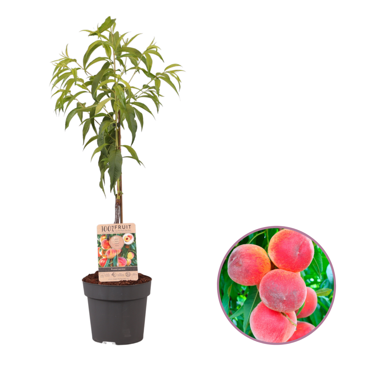 prunus perzik persica p21