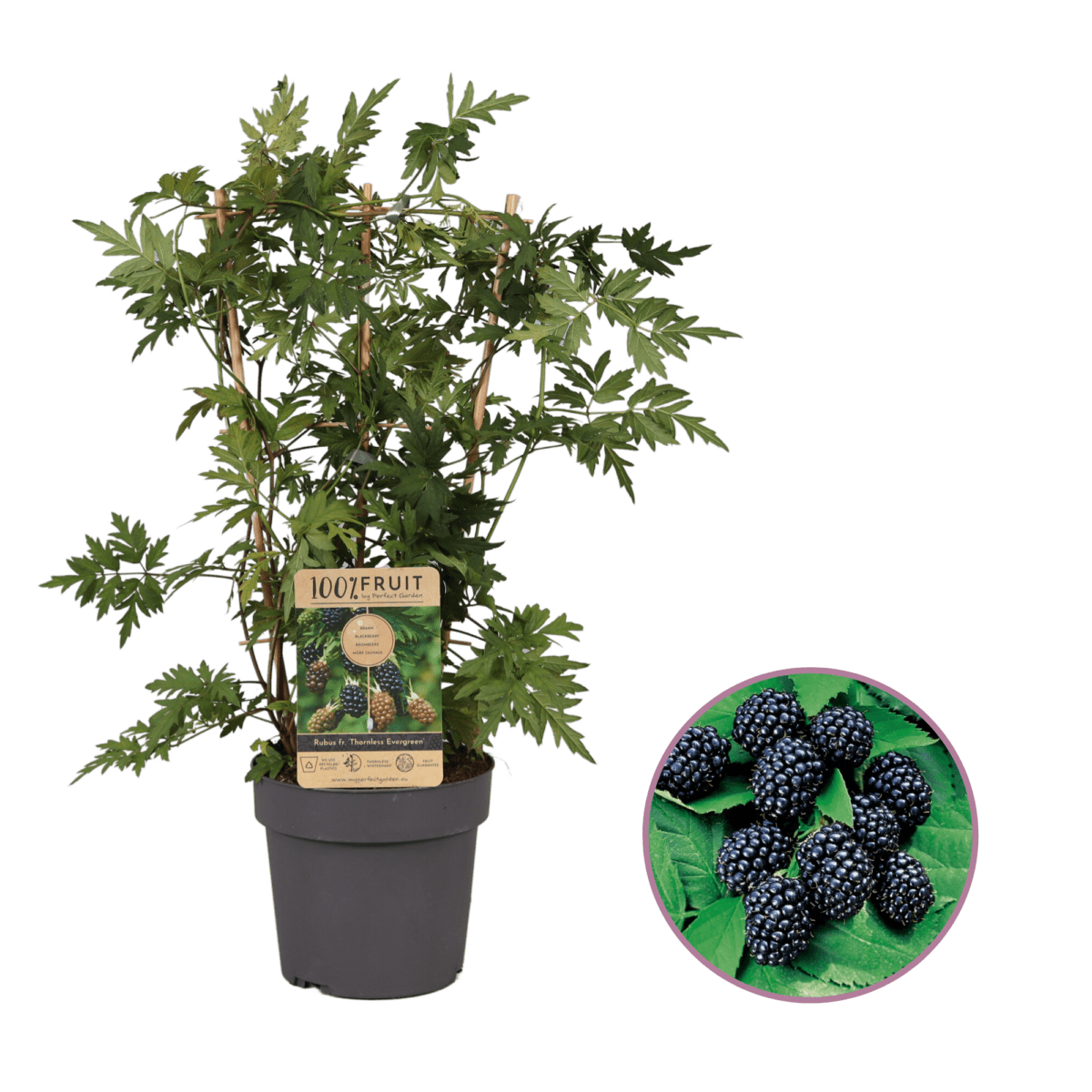 Bramenplant, Rubus fructicosus ‘Thornless Evergreen’ P21
