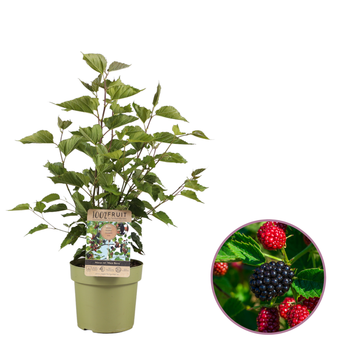 Moerbeiplant, Morus rotundiloba BonBonBerry® ‘Mojo Berry’ P21