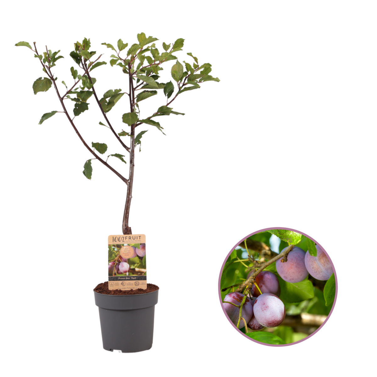 Pruimenboom, Prunus domestica ‘Opal’ P21