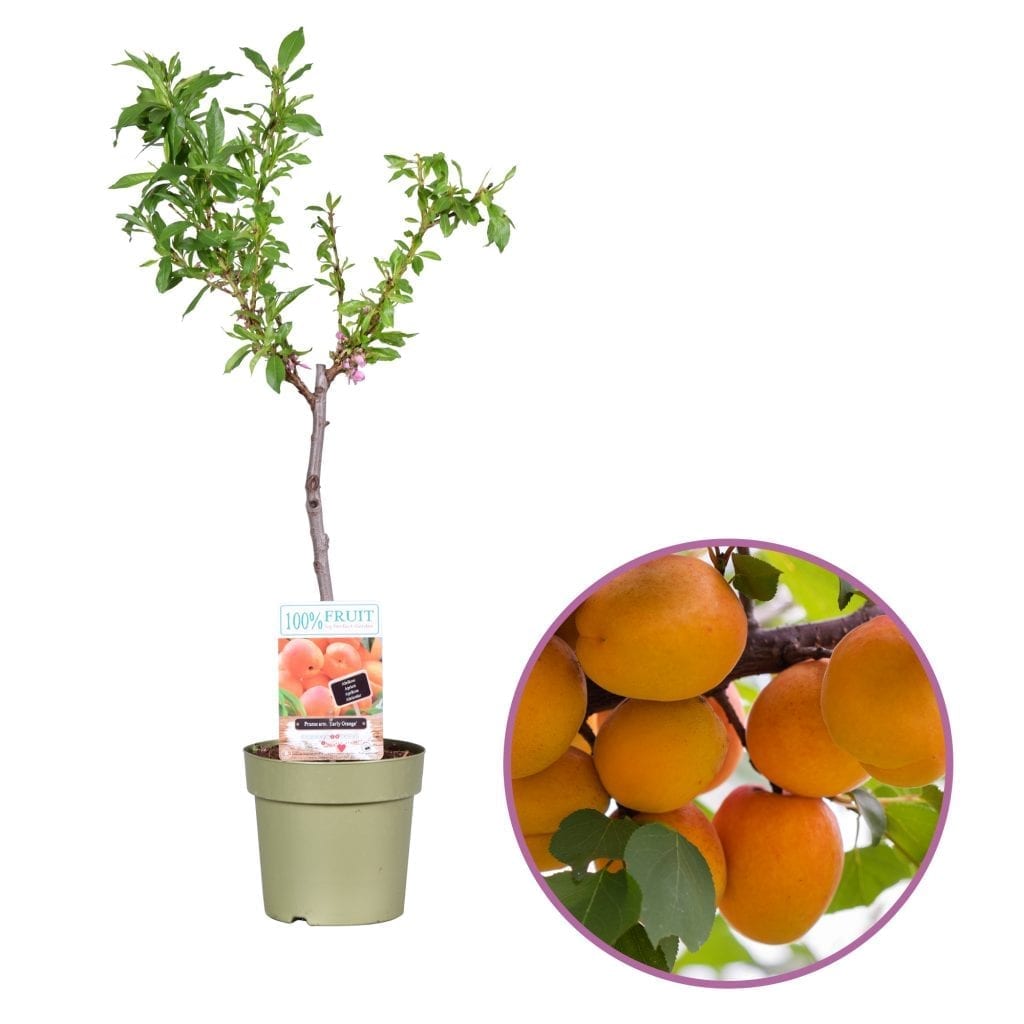 Abrikozenboom Early orange