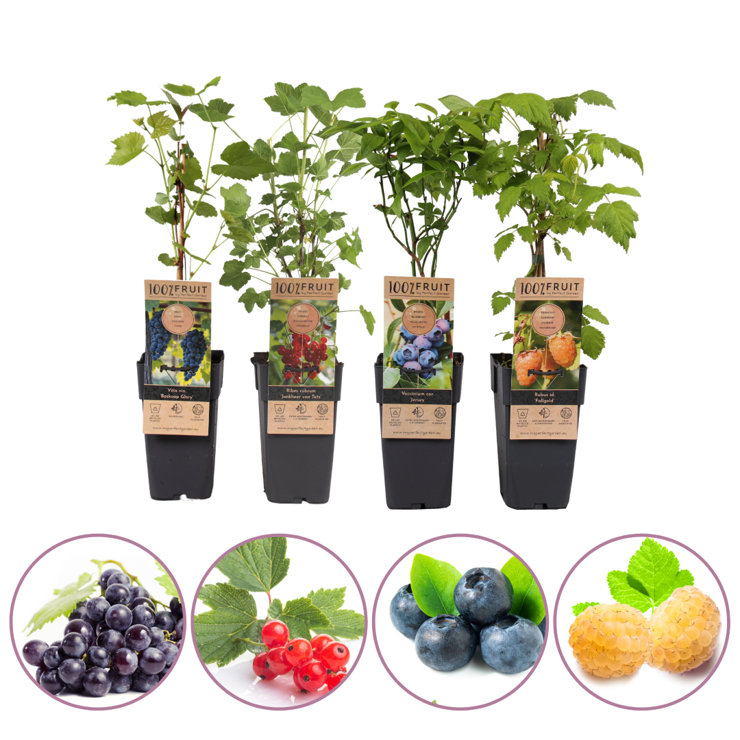 klein fruit planten mix