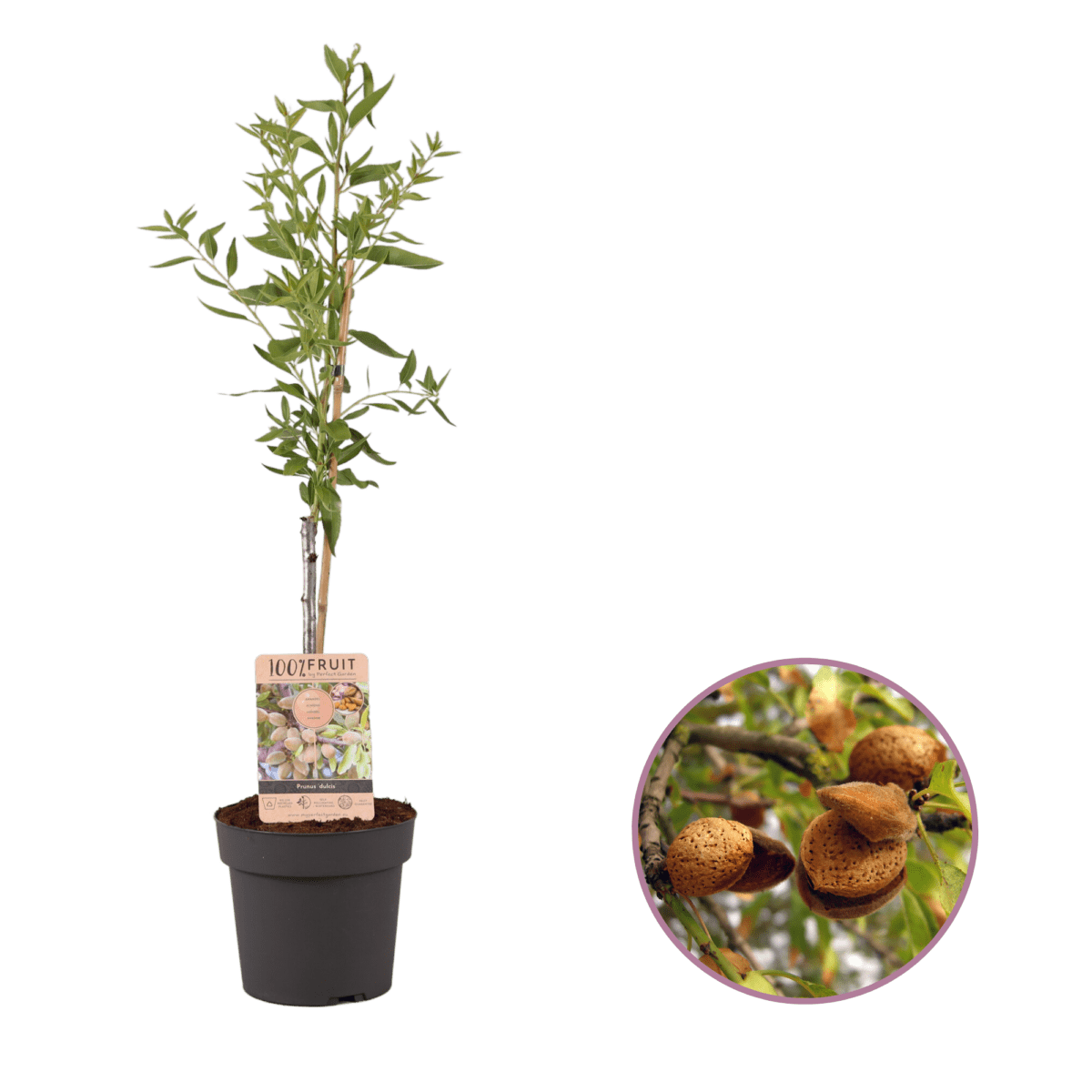 Prunus Dulcis Amandelboom P21