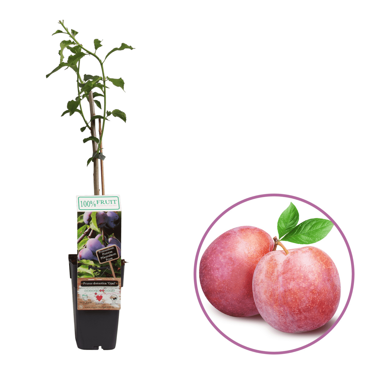 boskoopsefruitbomen | Prunus Opal