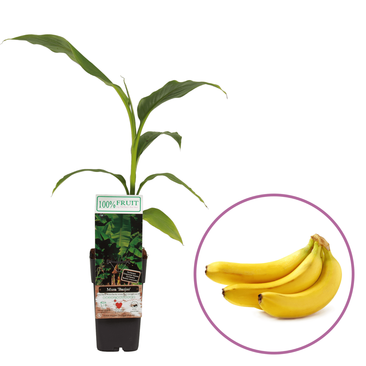 boskoopsefruitbomen | Bananen plant