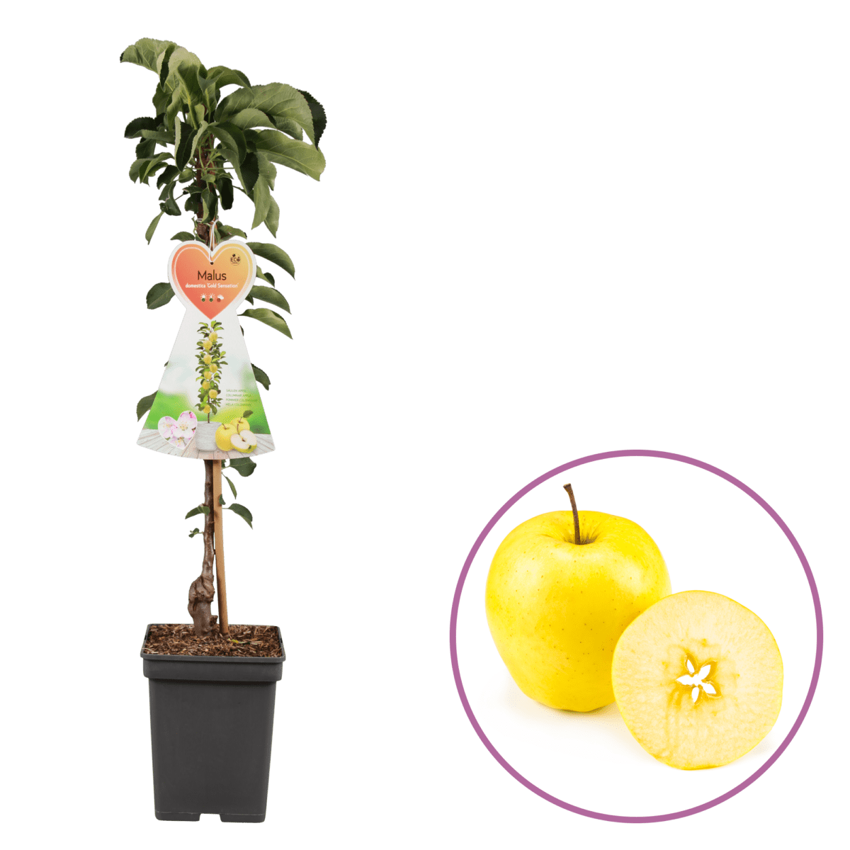 boskoopsefruitbomen | appelboom met losse appel