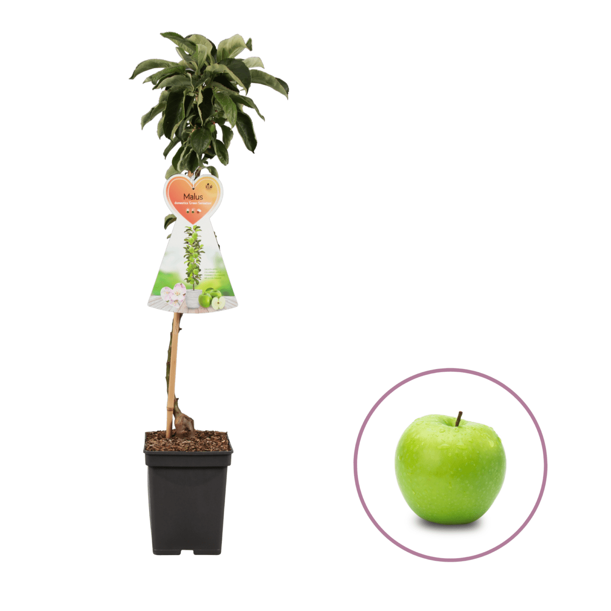 Appelboom, Malus domestica 'Green Sensation' P21