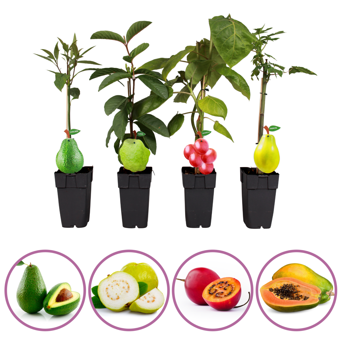 Tropische fruitplanten set