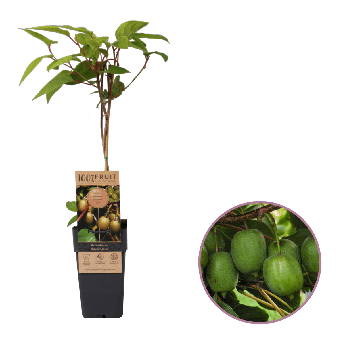 Kiwiplant Actinidia Bayern kiwi Boskoopse fruitbomen