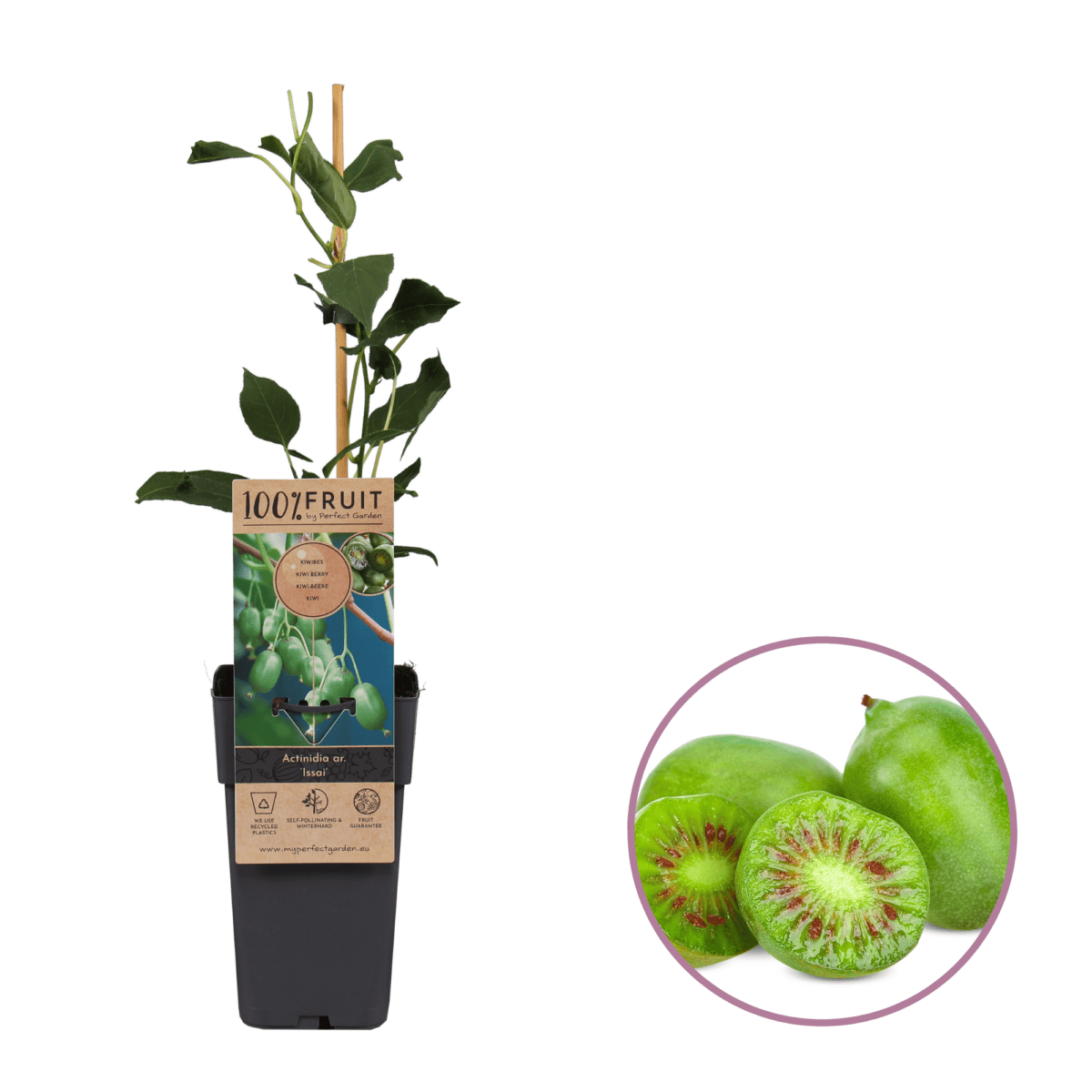 Kiwiplant Actinidia Issai Boskoopse fruitbomen