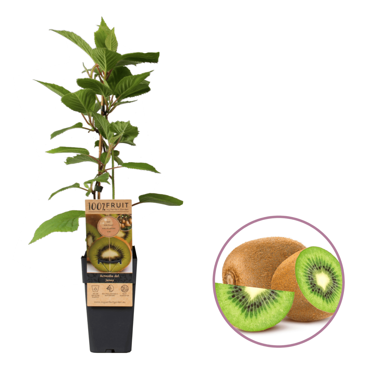 Kiwiplant Actinidia Jenny Boskoopse fruitbomen