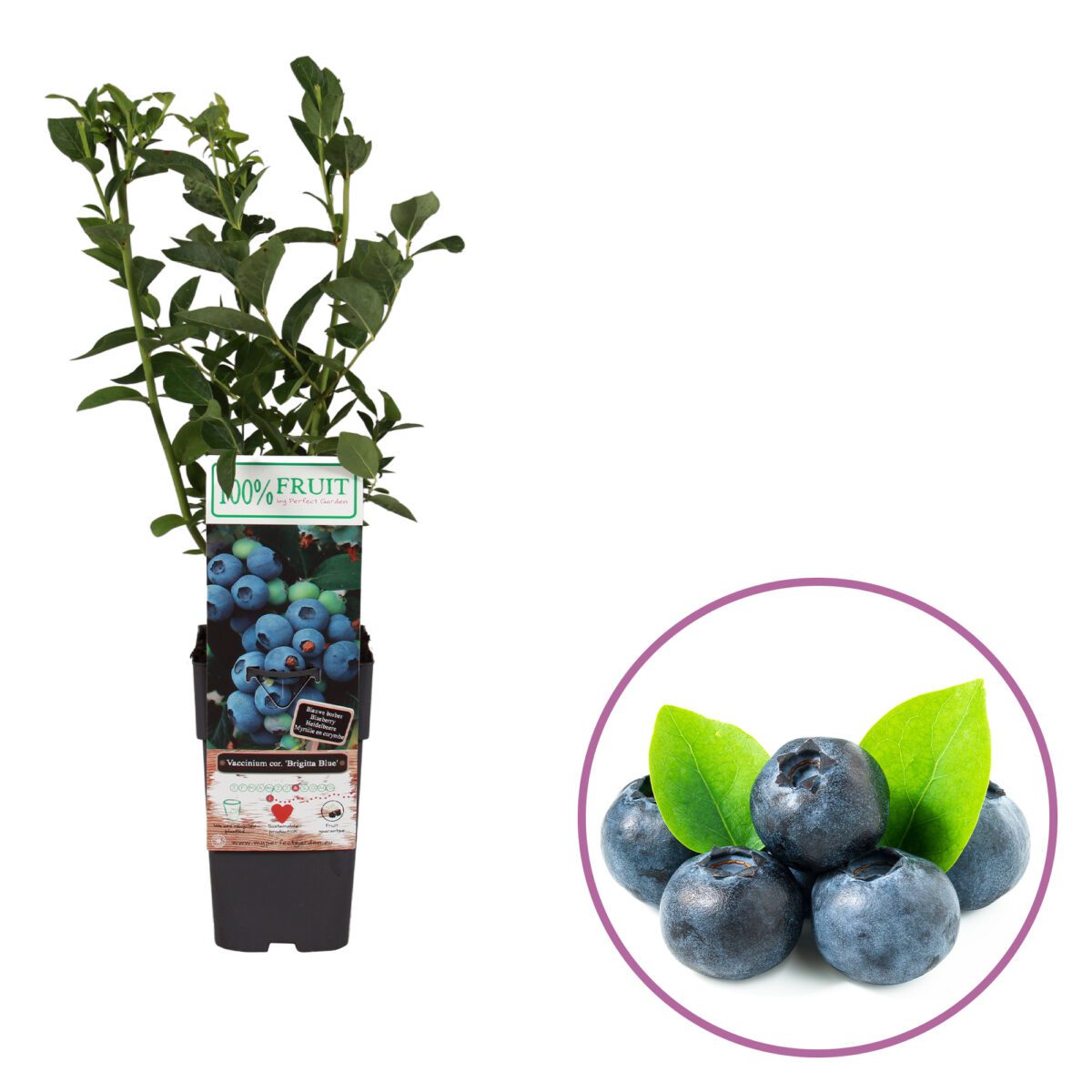 Blauwe bessen plant, Vaccinium Brigitta Blue