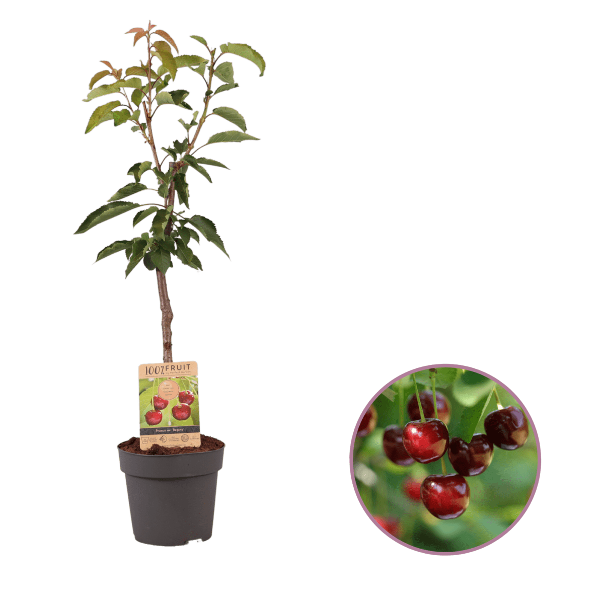 Kersenboom, Prunus avium 'Regina' P21