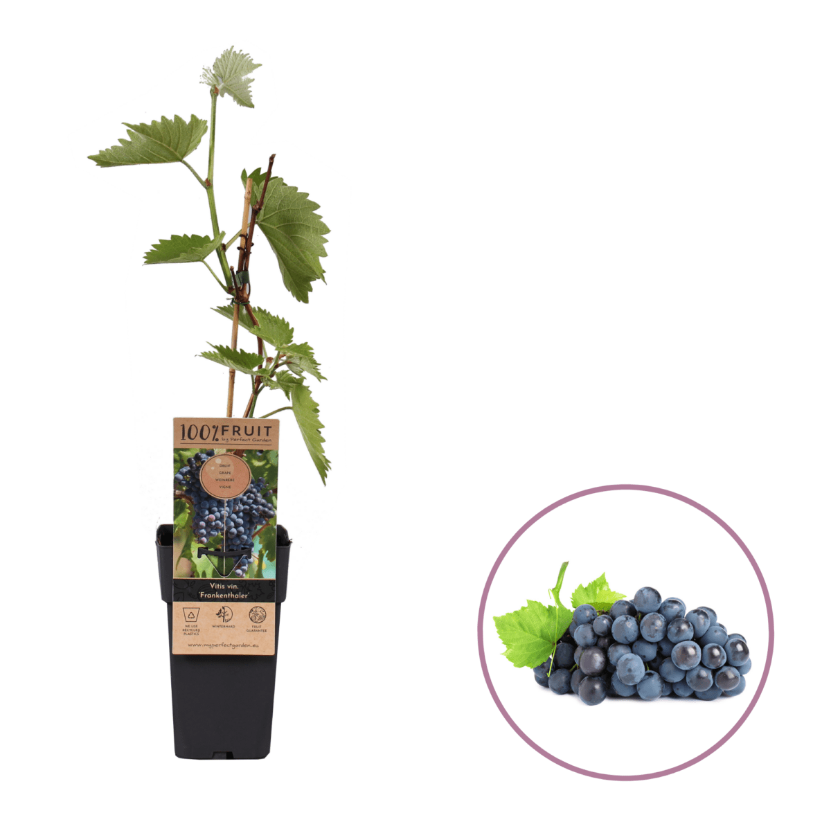 Druivenplant Vitis Frankenthaler P15