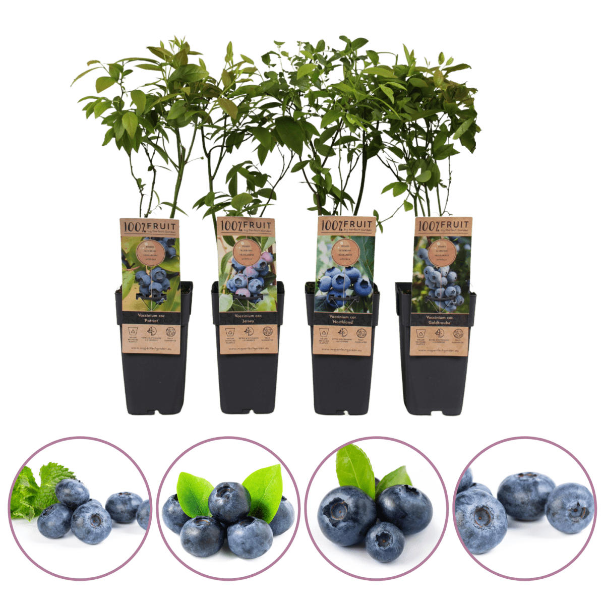 blauwe bessen fruitplanten - boskoopse fruitbomen