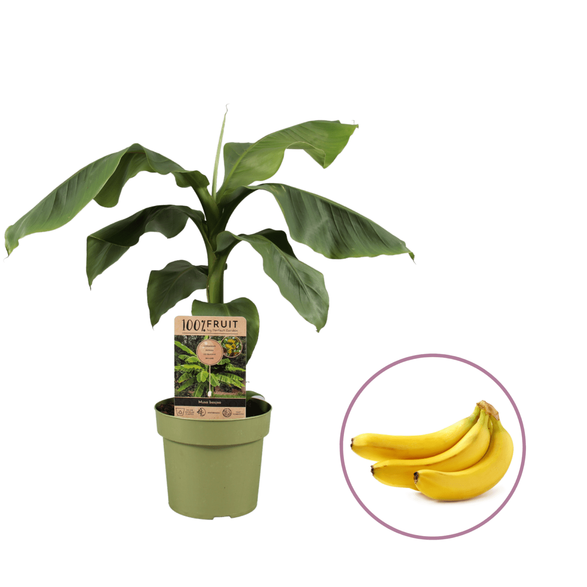 Bananenboom Musa basjoo P21