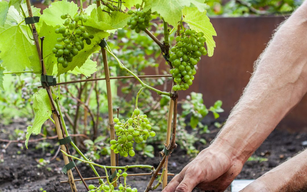 Vitis vinifera – Alle informatie over de druivenplant