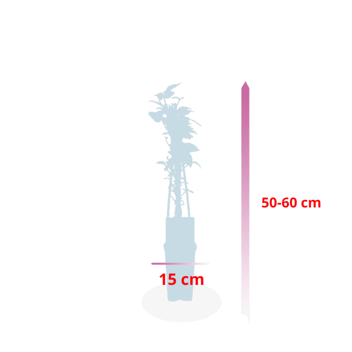Clematis grandiflora - tuinplant - klimplant