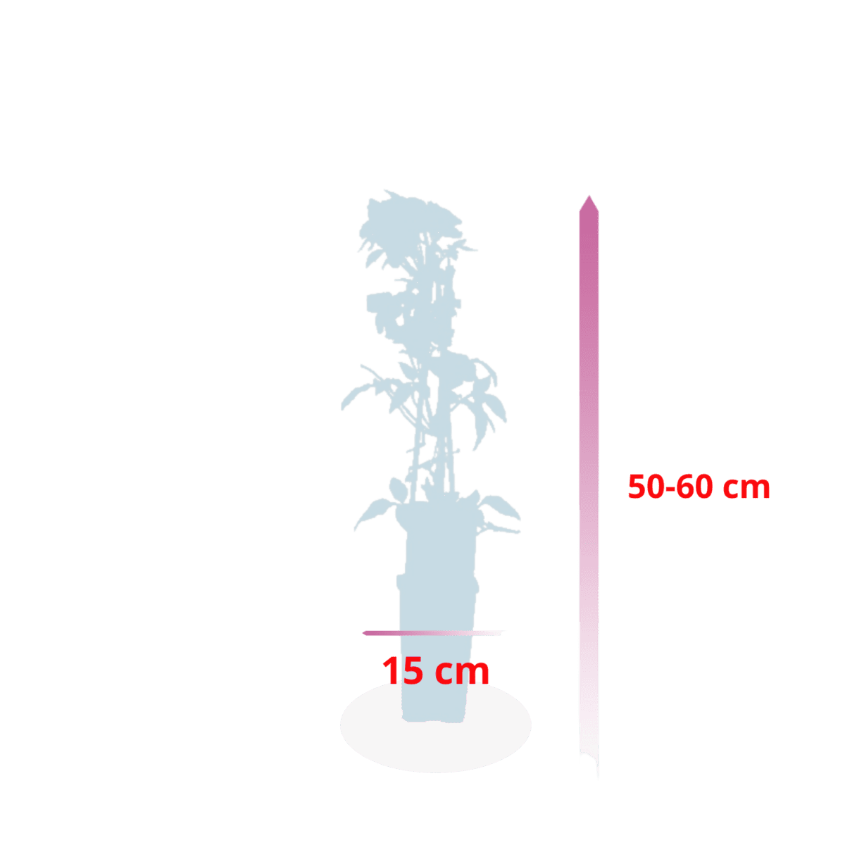 Clematis mayleen - klimplant - tuinplant