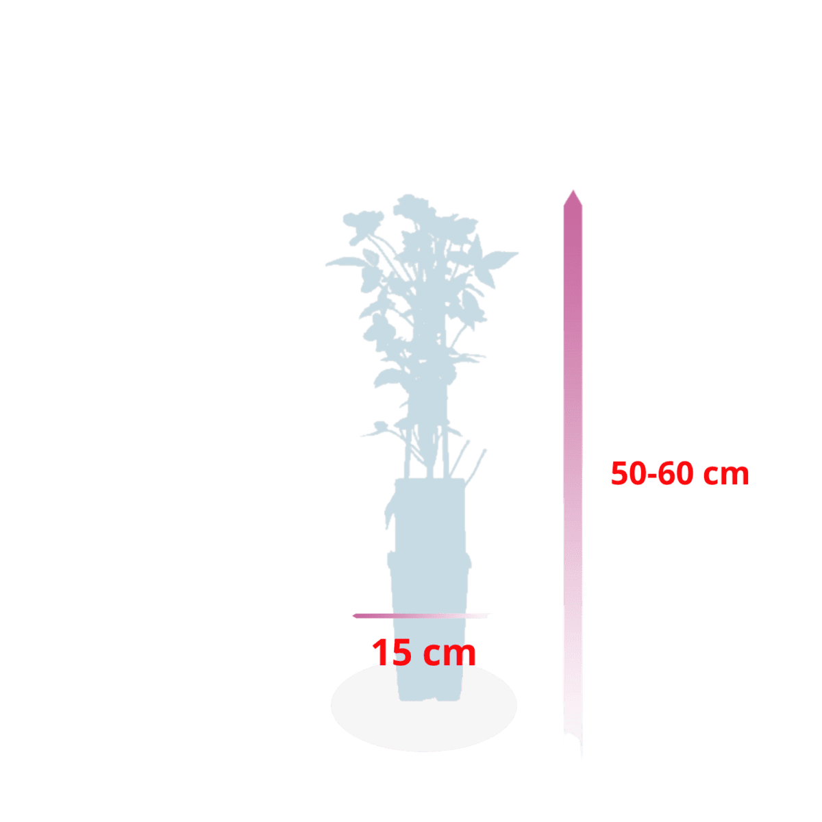Clematis rubens - tuinplant