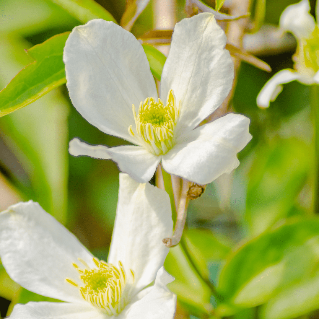Clematis grandiflora