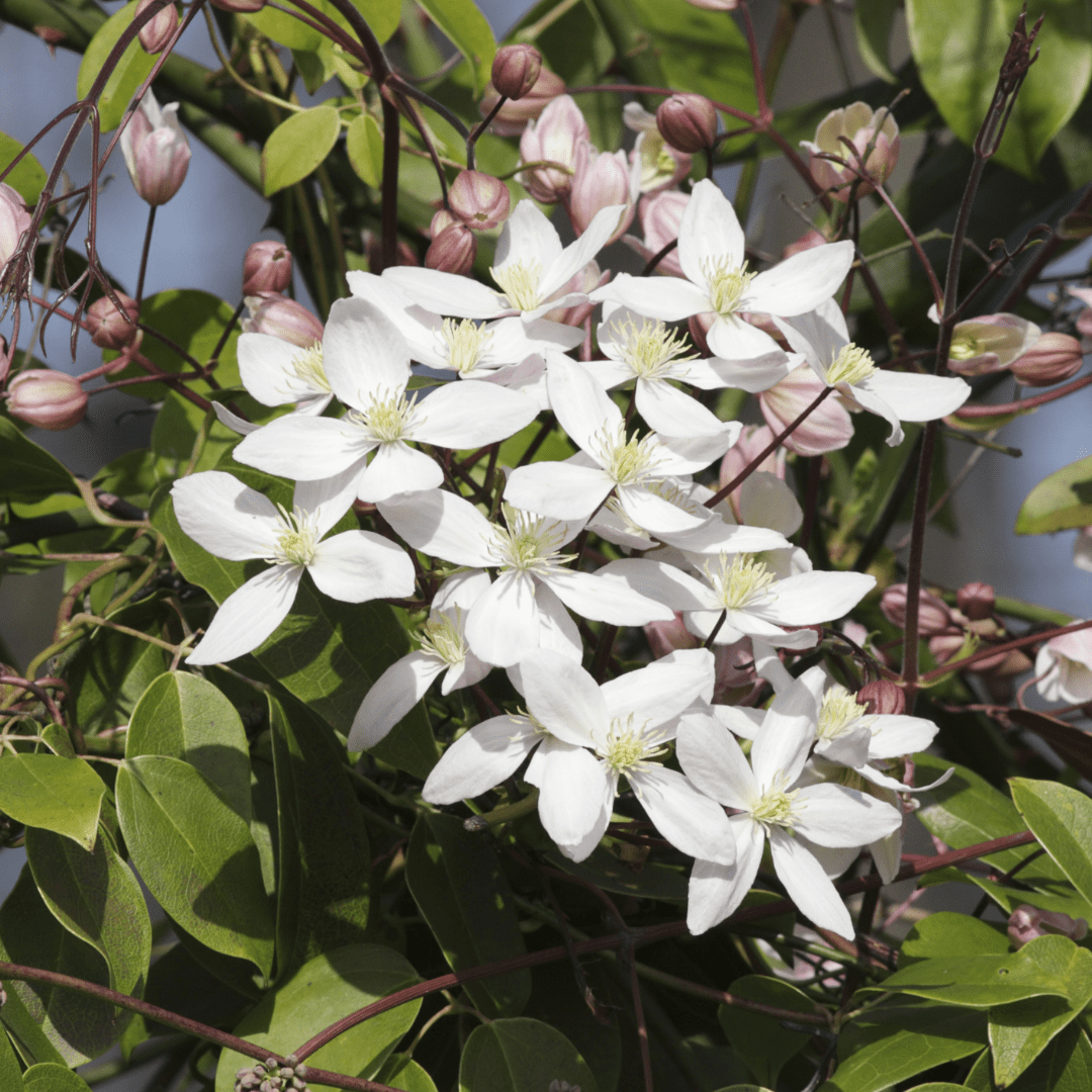 Clematis grandiflora