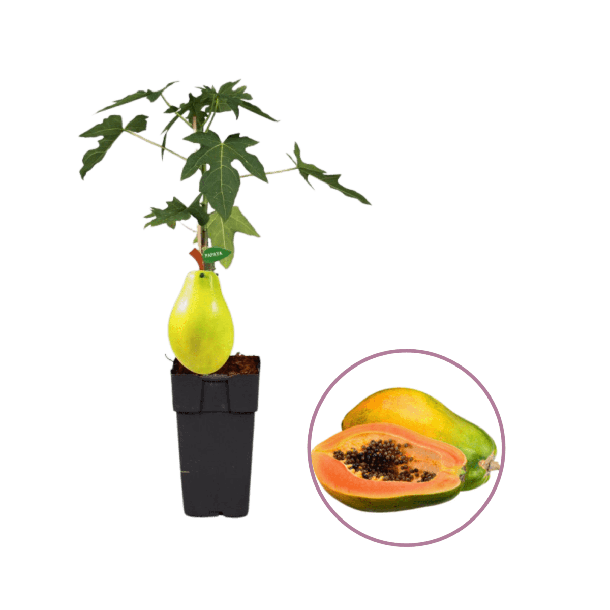 Papayaplant - Boskoopse Fruitbomen