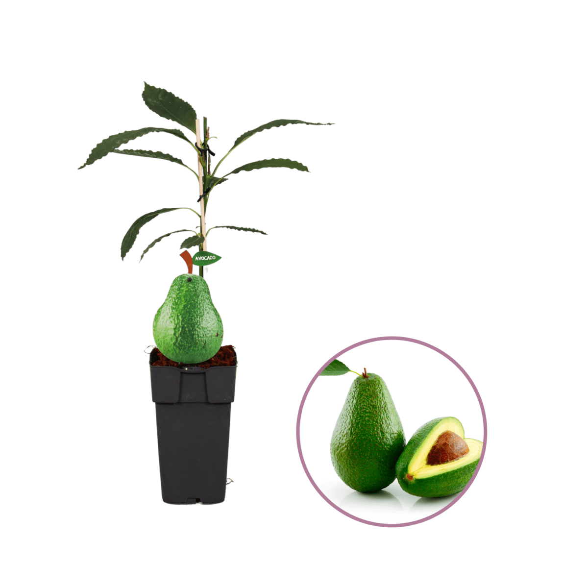 Avocadoplant - Fruitboom