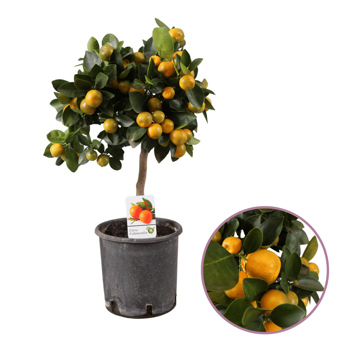 Citrus Calamondin | Mandarijnboom