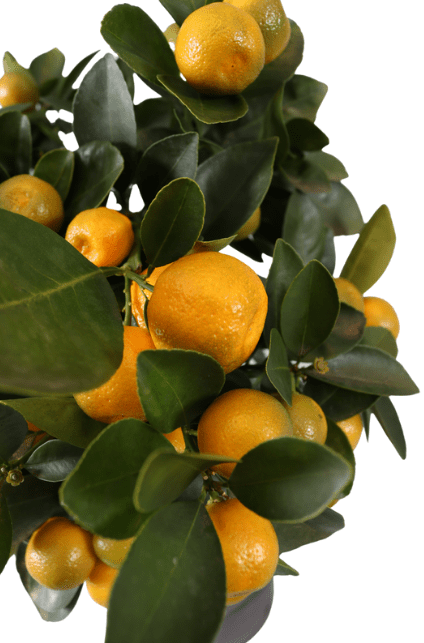 Citrus Calamondin | Mandarijnboom