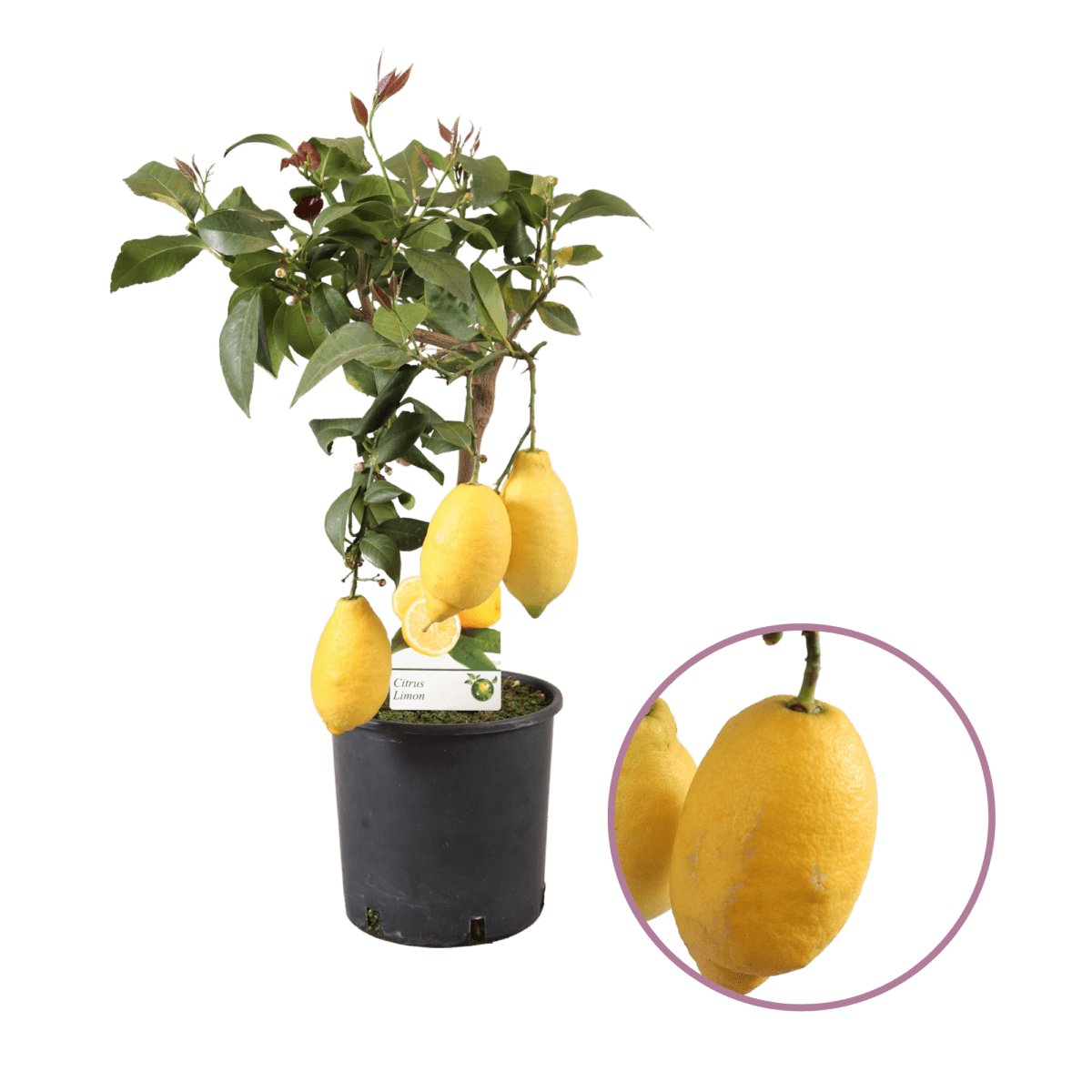 Citrus Limon | citroenboom