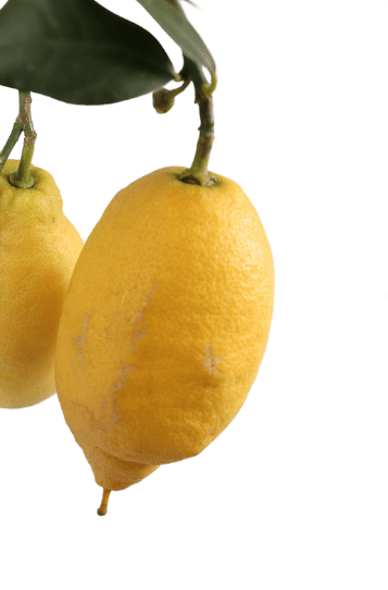 citrus limon citroenboom