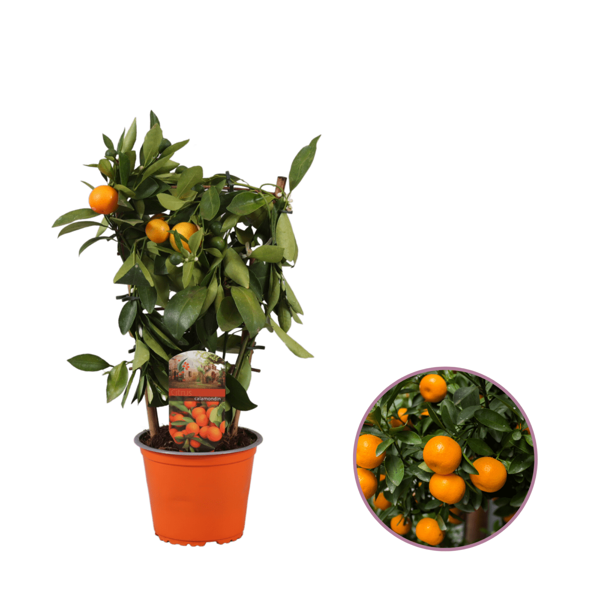 Mandarijnboom, Citrus Calamondin