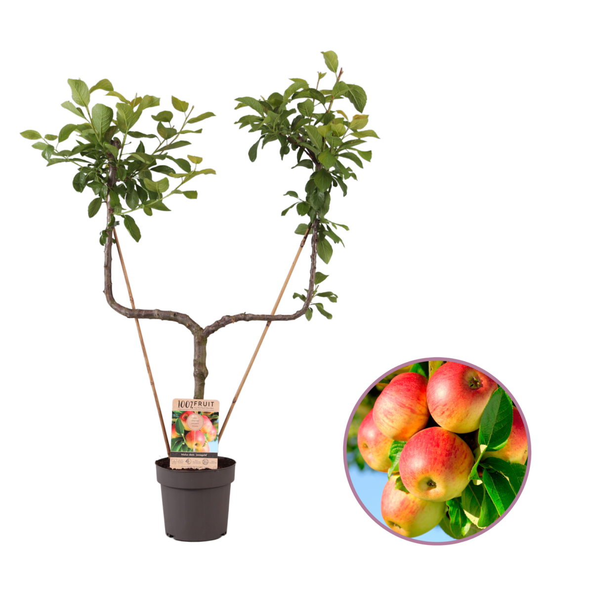 Appelboom, Malus domestica 'Jonagold' U-vorm P21