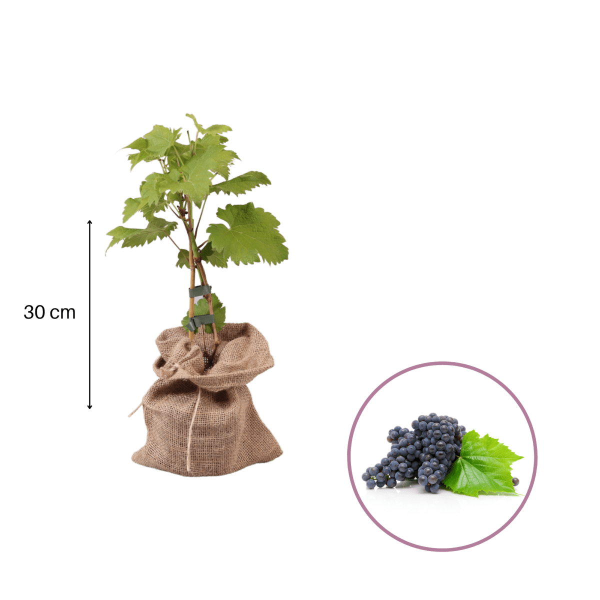 Druivenplant, Voor de leukste juf of meester P9