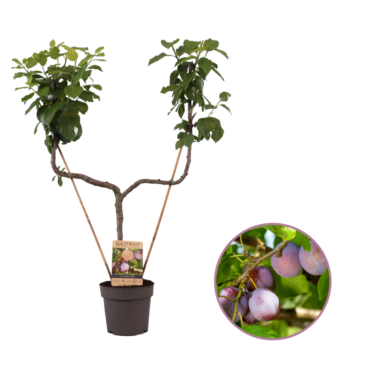 Pruimenboom, Prunus domestica ‘Opal’ U-vorm P21