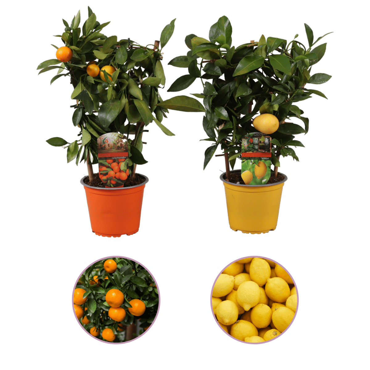 Citrusbomen, Mandarijnboom en citroenboom